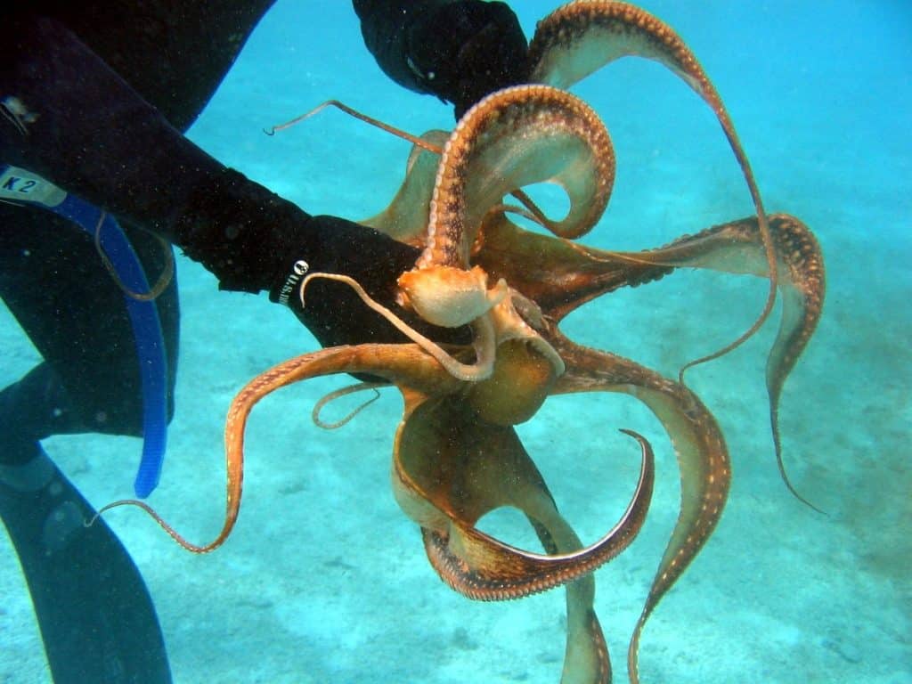 how much do Marine Biologists make per year?