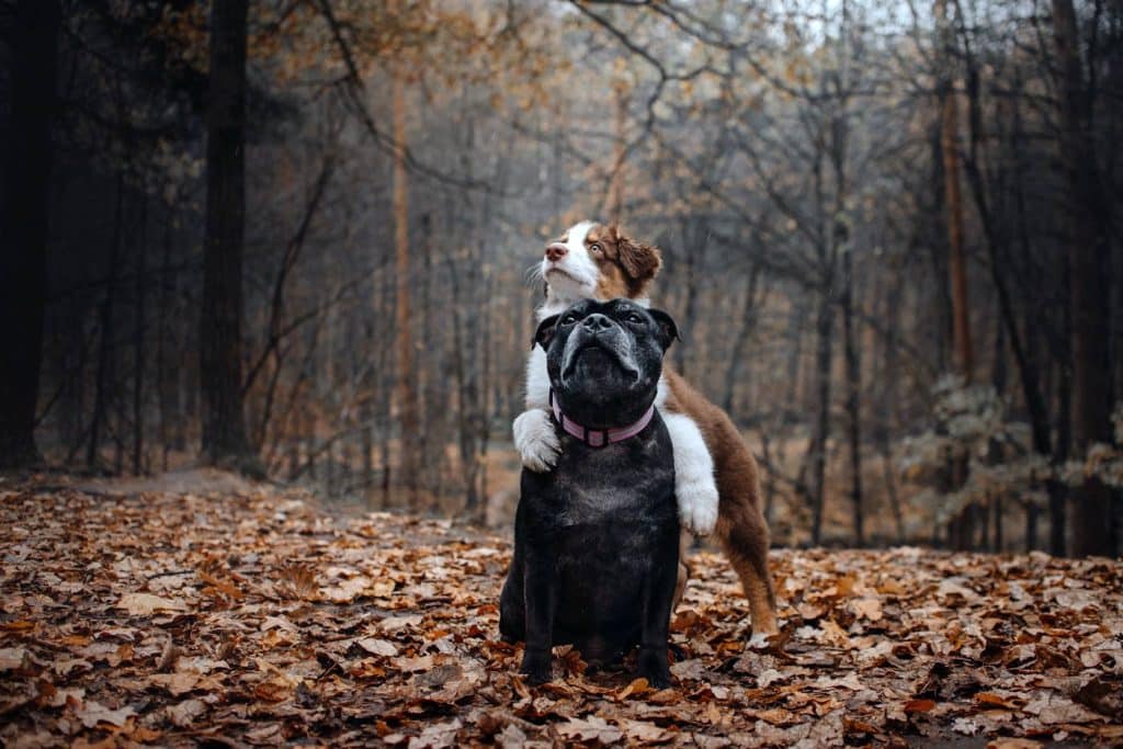animal bailee insurance coverage