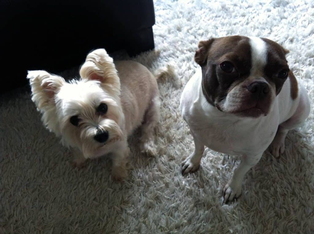 pet sitting insurance